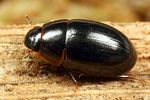 cymbiodyta-marginella4-foto-koehler