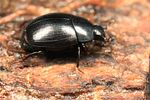 dendrophilus-punctatus2-foto-koehler