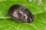 dendrophilus-pygmaeus-foto-altmann