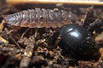 dendrophilus-pygmaeus-foto-koehler