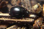 dendrophilus-pygmaeus2-foto-koehler