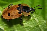dendroxena-quadrimaculata-foto-koehler