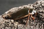 dytiscus-circumcinctus-foto-ketola