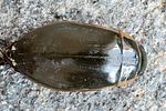 dytiscus-circumcinctus2-foto-ketola