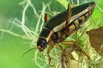 dytiscus-circumflexus-foto-koehler