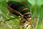 dytiscus-circumflexus2-foto-koehler