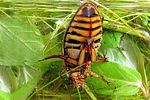dytiscus-circumflexus3-foto-koehler
