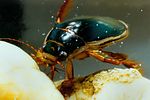 dytiscus-dimidiatus-foto-aichinger