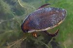 dytiscus-dimidiatus-foto-faasen