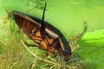 dytiscus-dimidiatus-foto-koehler