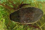dytiscus-dimidiatus2-foto-koehler