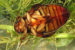 dytiscus-dimidiatus3-foto-koehler