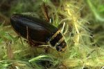 dytiscus-lapponicus-foto-weidlich