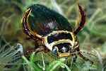 dytiscus-lapponicus3-foto-weidlich