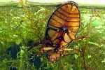 dytiscus-marginalis-female2-foto-koehler