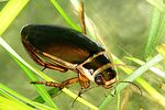 dytiscus-marginalis-foto-dvorak