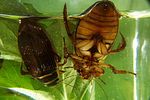 dytiscus-marginalis-foto-koehler