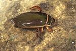 dytiscus-marginalis-foto-rodenkirchen
