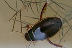 dytiscus-marginalis-foto-vikhrev