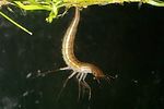 dytiscus-marginalis-larva-foto-altmann