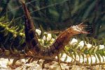 dytiscus-marginalis-larve-foto-forst