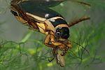 dytiscus-marginalis-prey-foto-leo