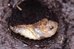 dytiscus-marginalis-pupa2-foto-hromadko