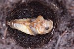 dytiscus-marginalis-pupa3-foto-hromadko