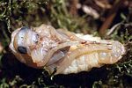 dytiscus-marginalis-puppe-foto-rodenkirchen
