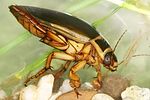 dytiscus-marginalis2-foto-dvorak