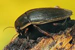 dytiscus-semisulcatus-foto-koehler