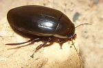 dytiscus-semisulcatus2-foto-koehler