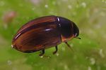 enochrus-affinis-foto-faasen