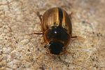 enochrus-coarctatus-foto-faasen