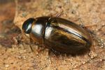 enochrus-coarctatus-foto-koehler