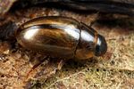 enochrus-coarctatus2-foto-koehler