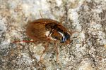 enochrus-melanocephalus-foto-altmann
