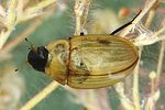 enochrus-melanocephalus-foto-dvorak