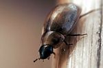 enochrus-melanocephalus-foto-wernicke