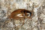 enochrus-melanocephalus2-foto-altmann