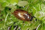 enochrus-melanocephalus3-foto-altmann