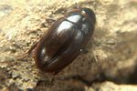 enochrus-nigritus-foto-koehler