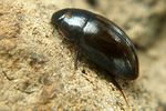 enochrus-nigritus2-foto-koehler