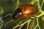enochrus-ochropterus-foto-faasen