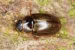 enochrus-quadripunctatus-foto-altmann
