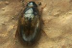 enochrus-quadripunctatus-foto-koehler