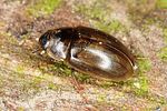 enochrus-quadripunctatus2-foto-altmann