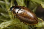 enochrus-quadripunctatus2-foto-koehler