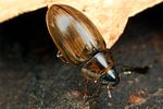enochrus-quadripunctatus3-foto-koehler