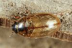 enochrus-quadripunctatus5-foto-altmann